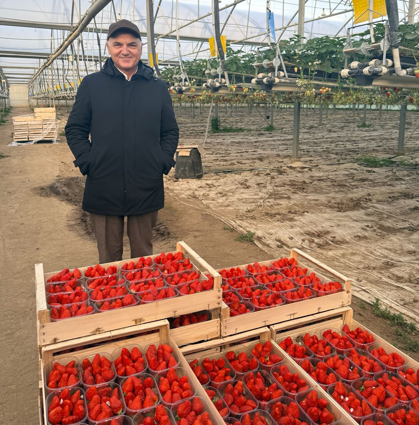 Pietro Ciardiello, direttore della cooperativa Coop Sole e Coordinatore del Gruppo Fragole